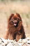SPITZ ALLEMAND 480